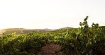 Farm, landscape and vineyard in nature for agriculture, sustainability or wine making. Countryside, field and grape with plant growth outdoor on sky in for agribusiness, background or wallpaper