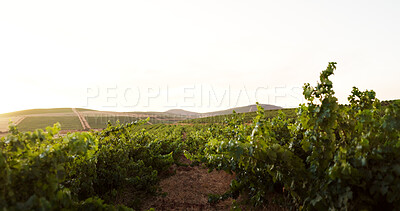 Buy stock photo Farm, landscape and vineyard in nature for agriculture, sustainability or wine making. Countryside, field and grape with plant growth outdoor on sky in for agribusiness, background or wallpaper