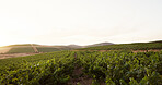 Farm, landscape and vineyard in countryside for agriculture, sustainability or wine making. Field, grape and nature with plant growth outdoor on sky in for agribusiness, background or wallpaper