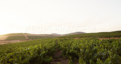 Buy stock photo Farm, landscape and vineyard in countryside for agriculture, sustainability or wine making. Field, grape and nature with plant growth outdoor on sky in for agribusiness, background or wallpaper