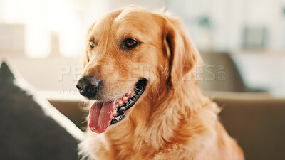 Buy stock photo Relax, panting and face of dog on sofa for calm, canine companion and animal adoption. Breathing, foster care and comfortable with golden retriever pet in living room at home for peace, fur and rest