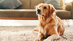 Relax, floor and peace with dog in home in lounge for resting, animal care and comfortable. Break, calm and pet with golden retriever on carpet of living room for canine, cute and cozy in house