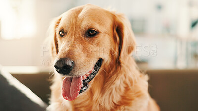 Buy stock photo Relax, sofa and peace with dog in home in lounge for resting, animal care and comfortable. Break, calm and pet with golden retriever on couch of living room for canine, cute and cozy in house