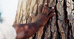 Person, tree and hand with woods, nature or forest for hope, love or sustainability on Earth day. Outdoor, eco friendly closeup or climate change protest for deforestation, countryside or environment