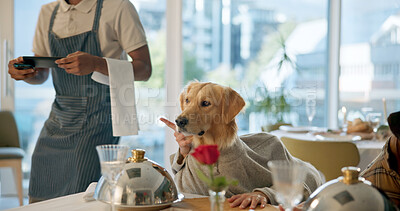 Buy stock photo Restaurant, food and dogs at table for dinner, lunch and waiting for service with waiter. Fine dining, hospitality and Golden Retriever with server for order, bill and menu for animal celebration