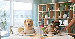Dog, waiter and credit card with payment for food, hospitality service or bill at dinner table. Pet, animal or accommodation with debit, tap or pos machine for fine dining or purchase at restaurant