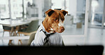 Office, thinking and dog with computer, working and sad for stock market crash on website or corporate. Canine, pet and domestic animal with shirt for business, contemplating and disappointed by app