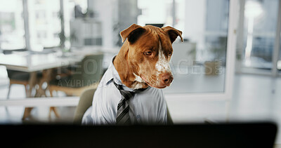 Buy stock photo Office, thinking and dog with computer, working and sad for stock market crash on website or corporate. Canine, pet and domestic animal with shirt for business, contemplating and disappointed by app