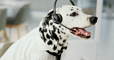 Buy stock photo Dog, headset and mic for customer service at call center, listening and support in office at pet insurance agency. Animal, dalmatian and connection with voip, contact us and help desk at workplace