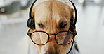 Headset, glasses and dog call center agent for dress up or funny role play for customer service. Pet, animal and golden retriever puppy with spectacles for halloween costume for technical support.