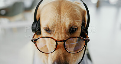 Buy stock photo Headset, glasses and dog call center agent for dress up or funny role play for customer service. Pet, animal and golden retriever puppy with spectacles for halloween costume for technical support.