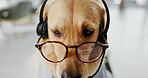 Business dog, agent and headset at call centre for pet insurance, consultant and animal with role play. Pet, golden retriever and glasses for customer service, puppy crm and pet friendly in workplace
