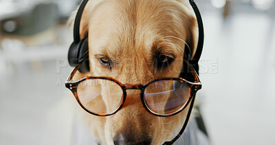 Buy stock photo Business dog, agent and headset at call centre for animal insurance, consultant and role play for career. Puppy, golden retriever and glasses with customer service, crm and pet friendly in workplace