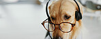 Business dog, consultant and headset at call centre for pet insurance, animal dress up and role play. Pet, golden retriever and glasses with customer service, puppy crm and pet friendly in workplace