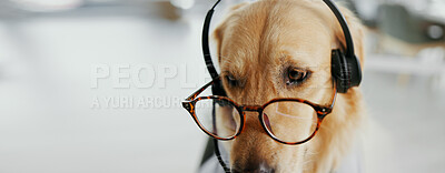 Buy stock photo Business dog, consultant and headset at call centre for loan insurance, animal dress up and role play. Puppy, golden retriever and glasses for customer service, crm help and pet friendly in workplace