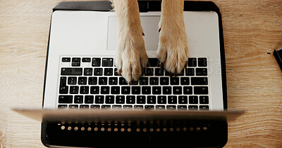 Buy stock photo Table, animal and dog with paws for laptop, typing information and research for pet insurance at home. Above, humor and comedy with keyboard for connection, website and online booking for grooming