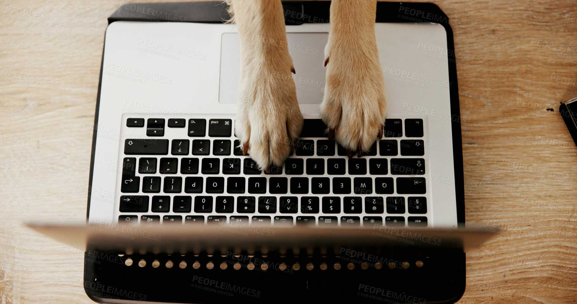 Buy stock photo Table, animal and dog with paws for laptop, typing information and research for pet insurance at home. Above, humor and comedy with keyboard for connection, website and online booking for grooming