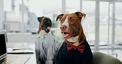 Buy stock photo Office, laptop and reading with business dog with bowtie for administration, online report or research. Computer, humor or comic with pitbull employee in professional workplace for project management