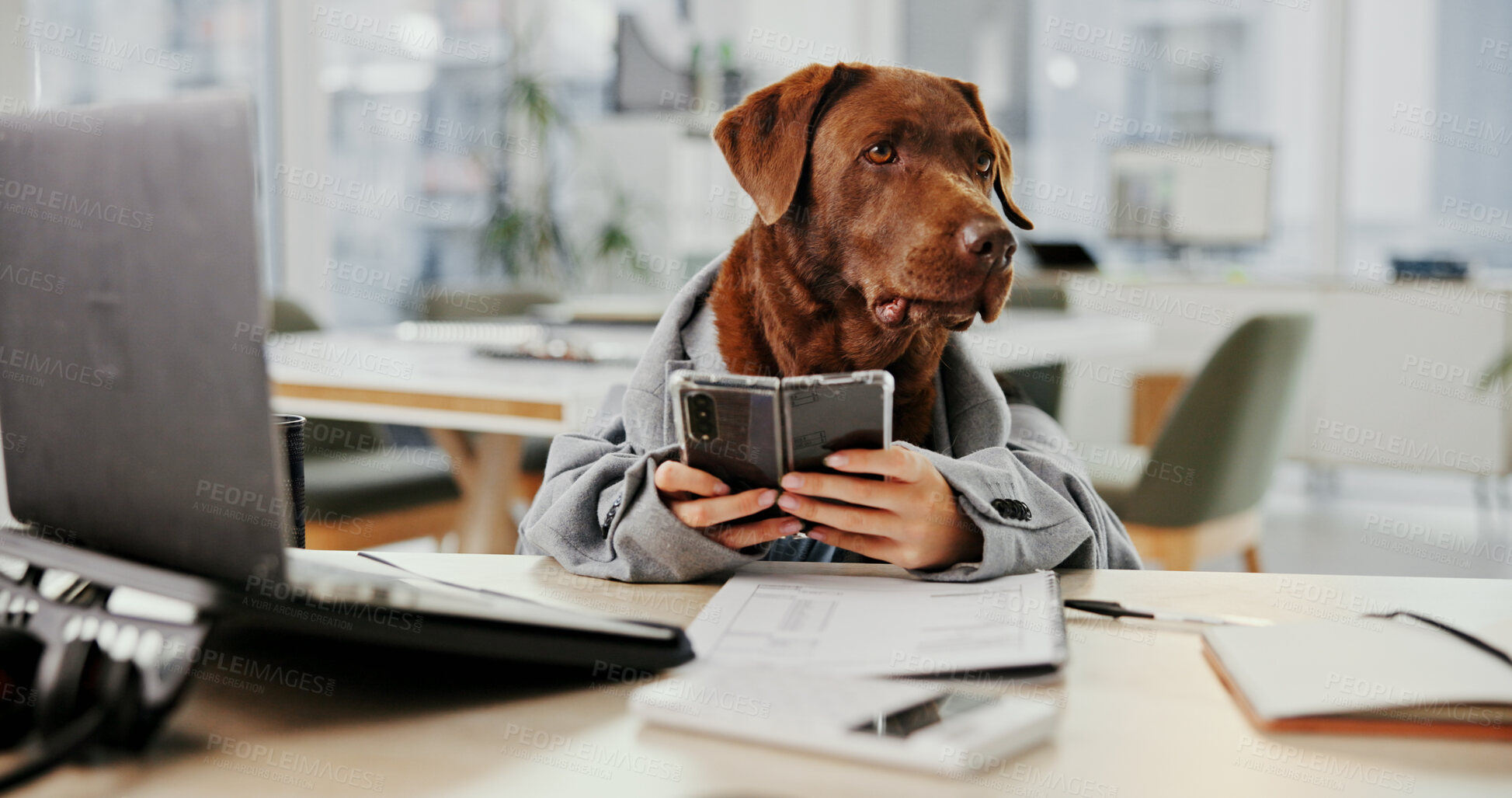 Buy stock photo Thinking, dog and office with phone at desk with idea, internet and social media. Labrador, pet friendly workplace and technology with communication for comic or funny work environment with animal