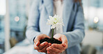 Office, flower and hands with soil, person or sustainability of new ideas, employee or financial growth. Eco friendly, opportunity and closeup of palm with plant, innovation or investment in business