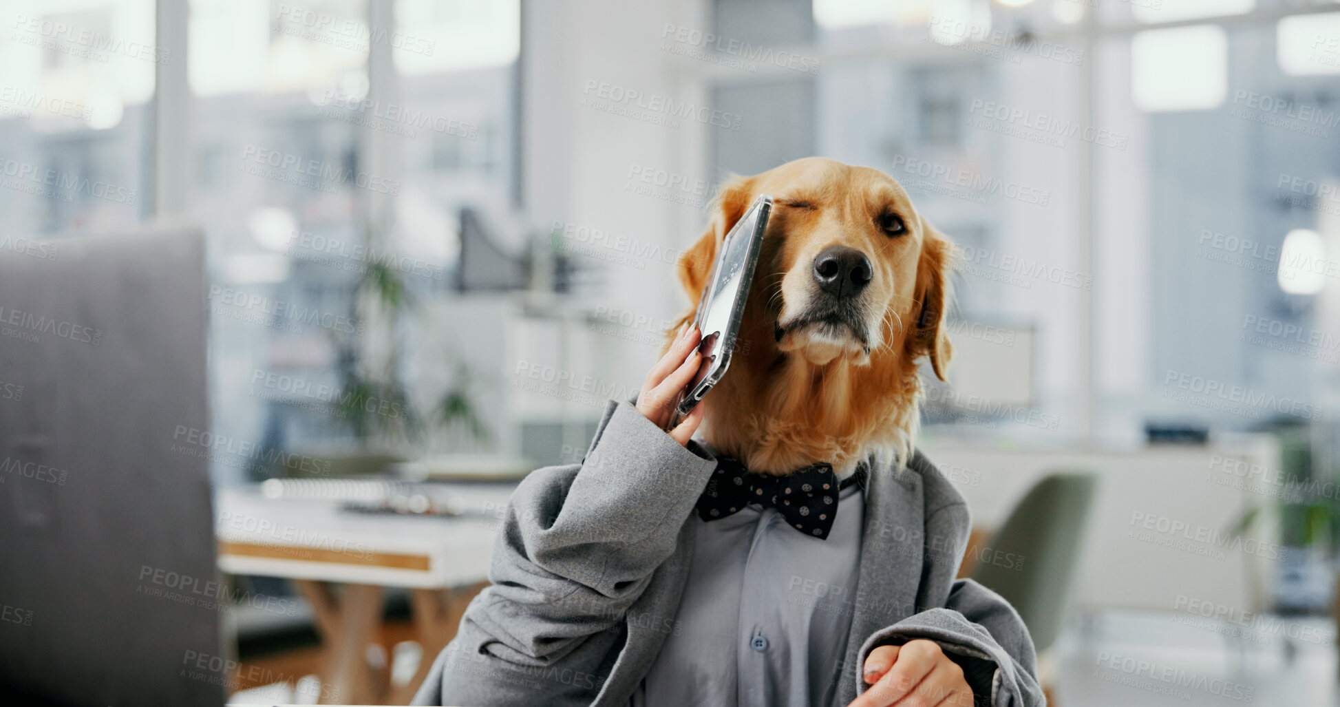 Buy stock photo Phone call, contact and office with business dog consultant for pet insurance agent, health premium and advisor. Veterinary claims broker, communication and animal policy with golden retriever