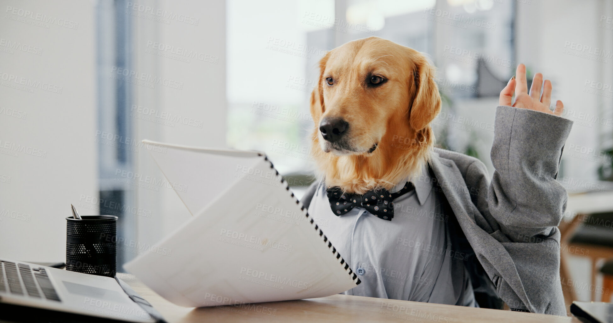 Buy stock photo Stress, planning and documents with business dog in office for pet ambassador, frustrated and insurance claim. Animal welfare, paperwork and schedule list with golden retriever in agency for mistake