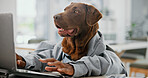 Laptop, dog and funny employee in office for internet, email and hands for comic humor. Business animal, pet and typing on computer for working online, corporate career or labrador retriever research
