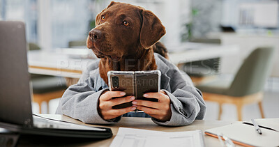 Buy stock photo Office, animal and dog with smartphone for laptop, online information and agency for pet insurance. Workplace, humor and business labrador retriever with mobile for connection, reading and website