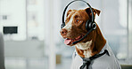Dog, headset and consulting for customer service at call center, computer and mic at pet insurance agency. Animal, pit bull and advice with voip tech, contact us and listening at help desk in office