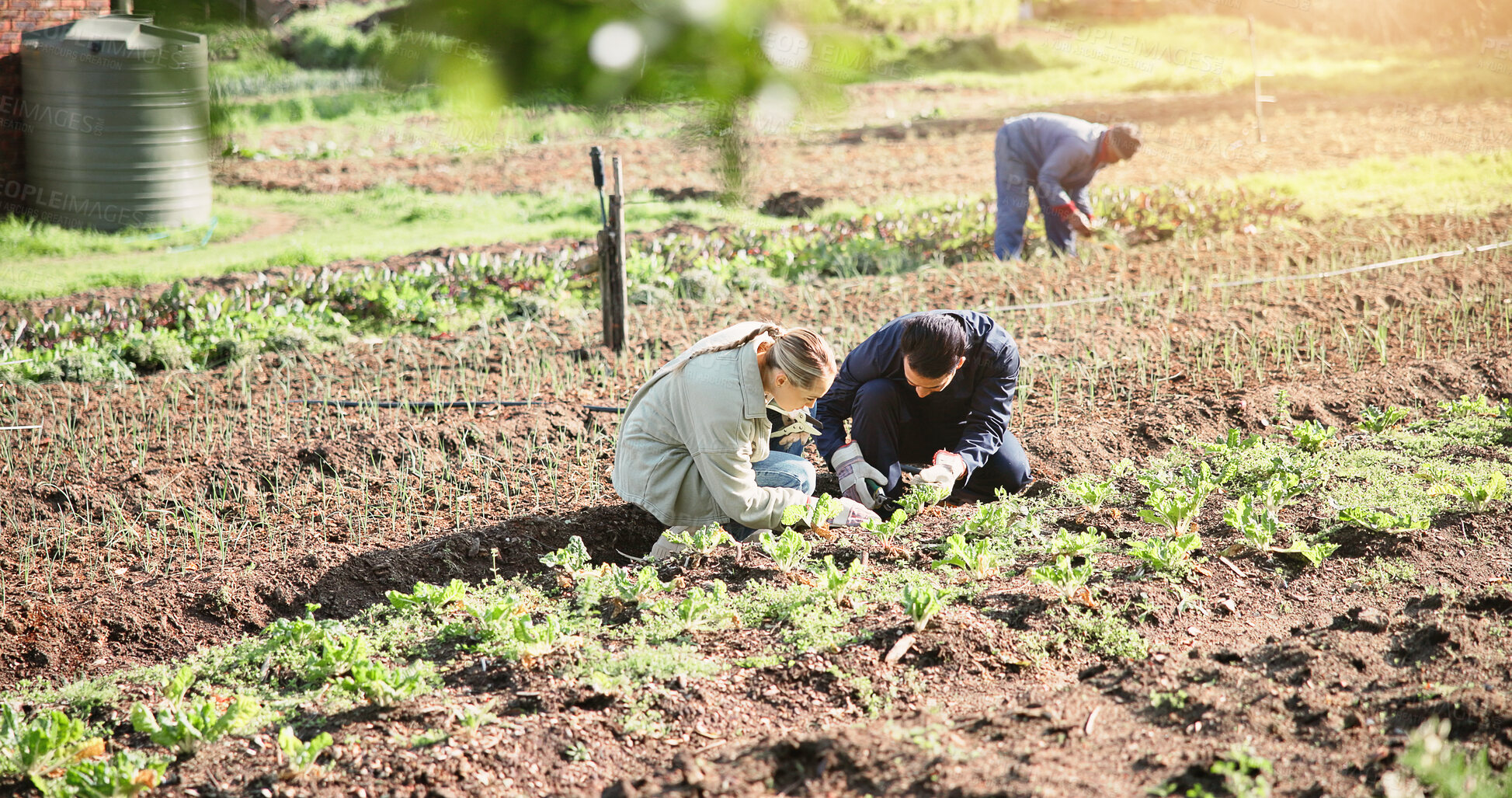 Buy stock photo Business people, crops or farming with field for agriculture, natural conservation or growth. Man, woman or farmers with plants for organic production, agribusiness or cultivation on outdoor farmland