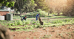 Outdoor, farmer and men with crops, agriculture and farming with gloves in nature, green or countryside. Sustainability, entrepreneur and people with vegetables for small business, harvest or produce