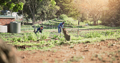 Buy stock photo Outdoor, farmer and men with crops, agriculture and farming with gloves in nature, green and countryside. Sustainability, entrepreneur and people with vegetables in environment, harvest and produce