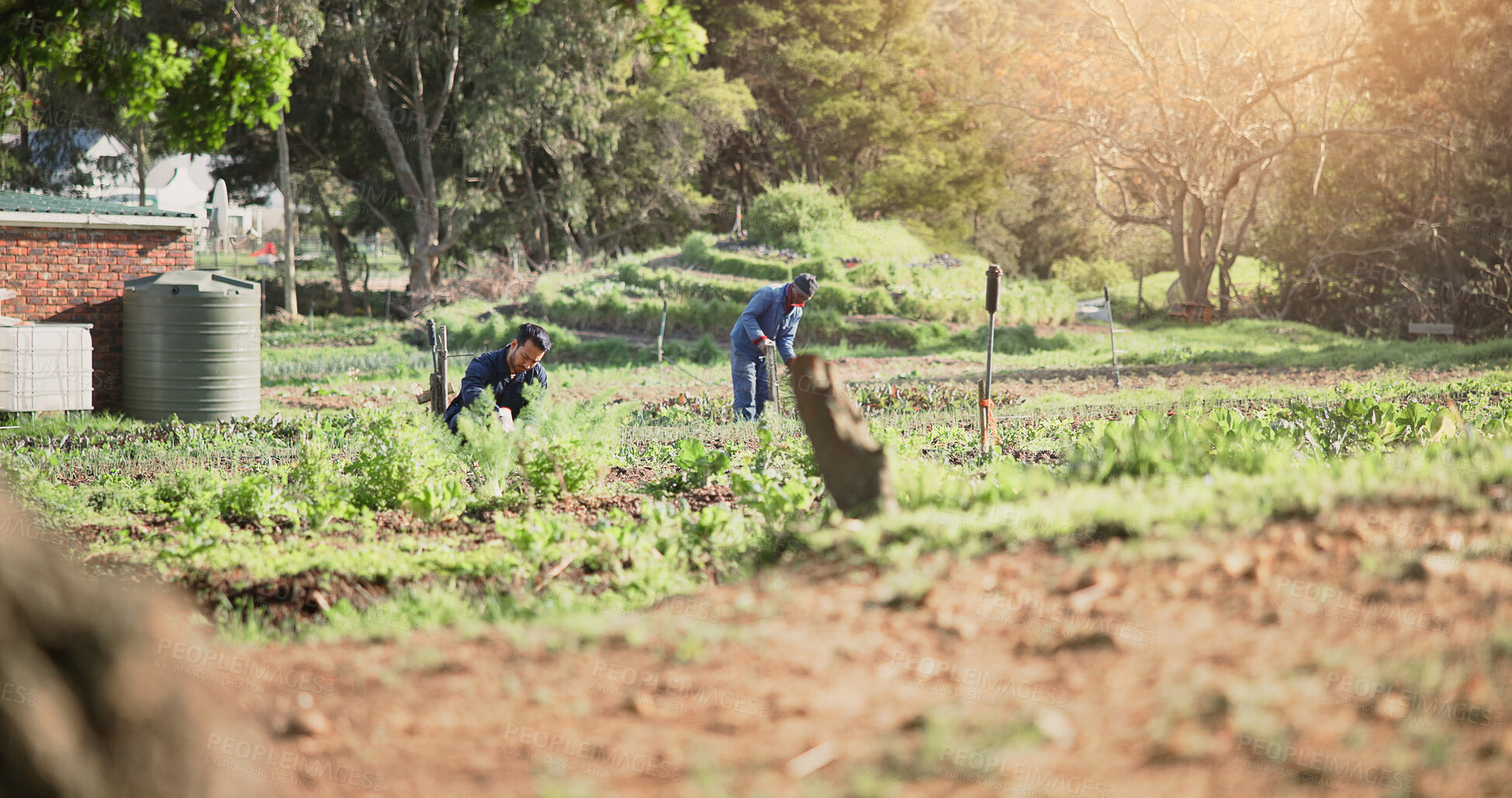 Buy stock photo Outdoor, farmer and men with crops, agriculture and farming with gloves in nature, green and countryside. Sustainability, entrepreneur and people with vegetables in environment, harvest and produce