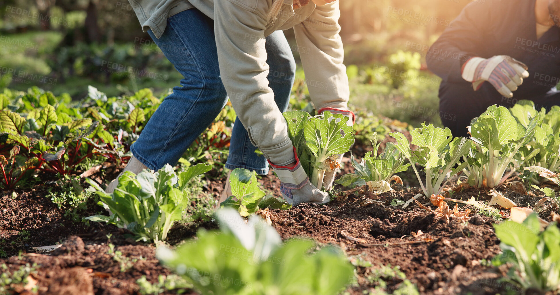 Buy stock photo Hands, person and plants for farming outdoor with vegetables harvest, agriculture and sustainability. People, help and crops growth, nutrition production and healthy food for small business in nature