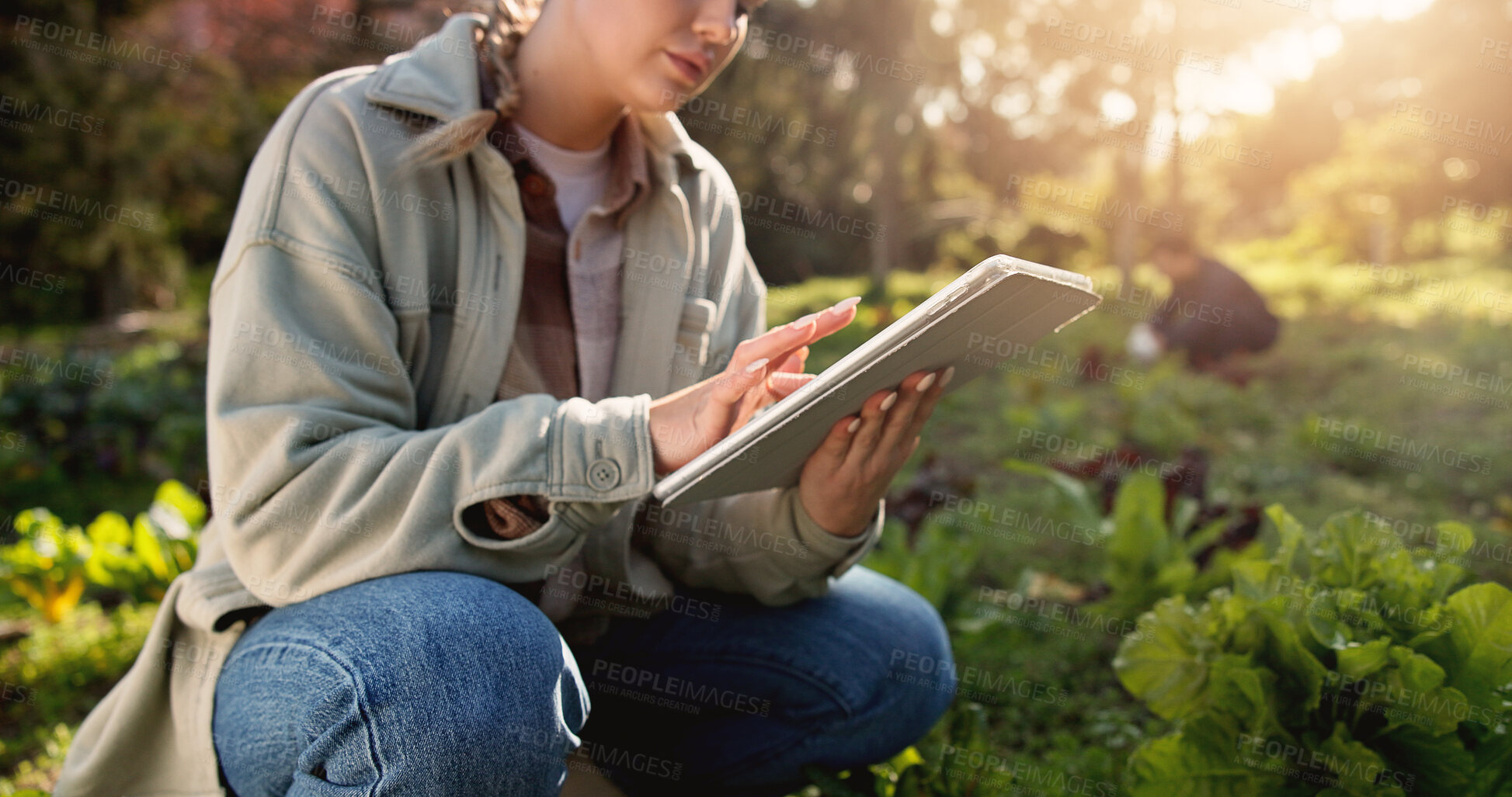 Buy stock photo Farm, tablet and typing with hands of woman in nature for environment, plant field research or crop yield forecast. Sustainability, growth or agriculture with person in countryside for soil ph sensor