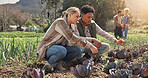 Farming, people or team by crops for discussion, development or quality assurance for sustainable business. Woman, man or meeting by cabbage plant for inspection, planning or property for agriculture