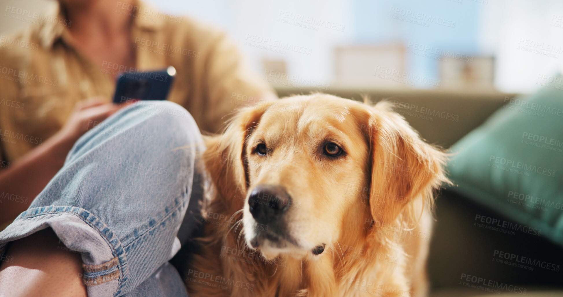 Buy stock photo Home, relax and woman with dog on sofa for bonding, care and chill together in living room. Best friend, pet and person with Golden Retriever on smartphone for social media, love and fun on weekend