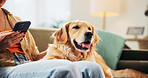 Home, phone and woman with dog on sofa for bonding, animal care and relax together in living room. Chill, pet and person with Golden Retriever on smartphone for internet, social media and connection