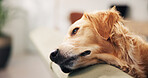 Tired, sofa and face of dog in home for resting, relaxing and comfortable in living room. Domestic animal, pet and Golden Retriever on couch for adoption, chilling and calm in apartment alone
