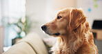 Home, relax and dog on couch, resting and companion with golden retriever in living room. Empty, apartment and animal in lounge, pet and breathing with comfort, sad and cozy with canine and lonely