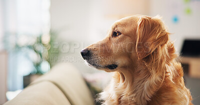 Buy stock photo Home, sad and dog on couch, resting and depression with golden retriever in living room. Empty, apartment and animal in lounge, pet and lonely with canine, emotion and waiting with companion