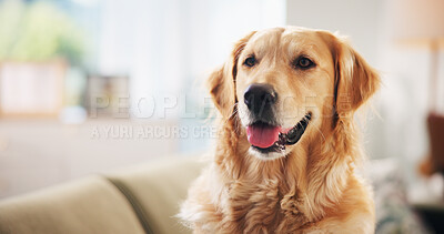 Buy stock photo Golden retriever, face and relax on couch in home, break and tongue out for rest in living room. Dog, pet and animal on sofa with comfort, fluffy and breathing in lounge, morning and apartment