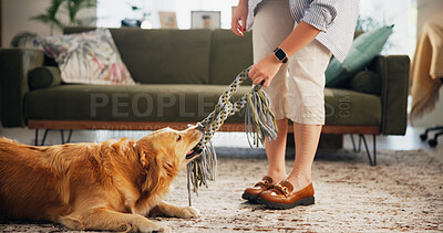 Buy stock photo Playing, rope and person with dog in home for bonding, learning and training in living room. Animal, house and pet owner with Golden Retriever with toy for tug game for development, fun and relax
