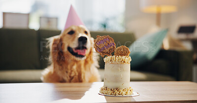 Buy stock photo Birthday, cake and dog in home for celebration, surprise and party hat in living room. Animal, pet and Golden Retriever with dessert, snacks and treats for adoption anniversary, milestone and event