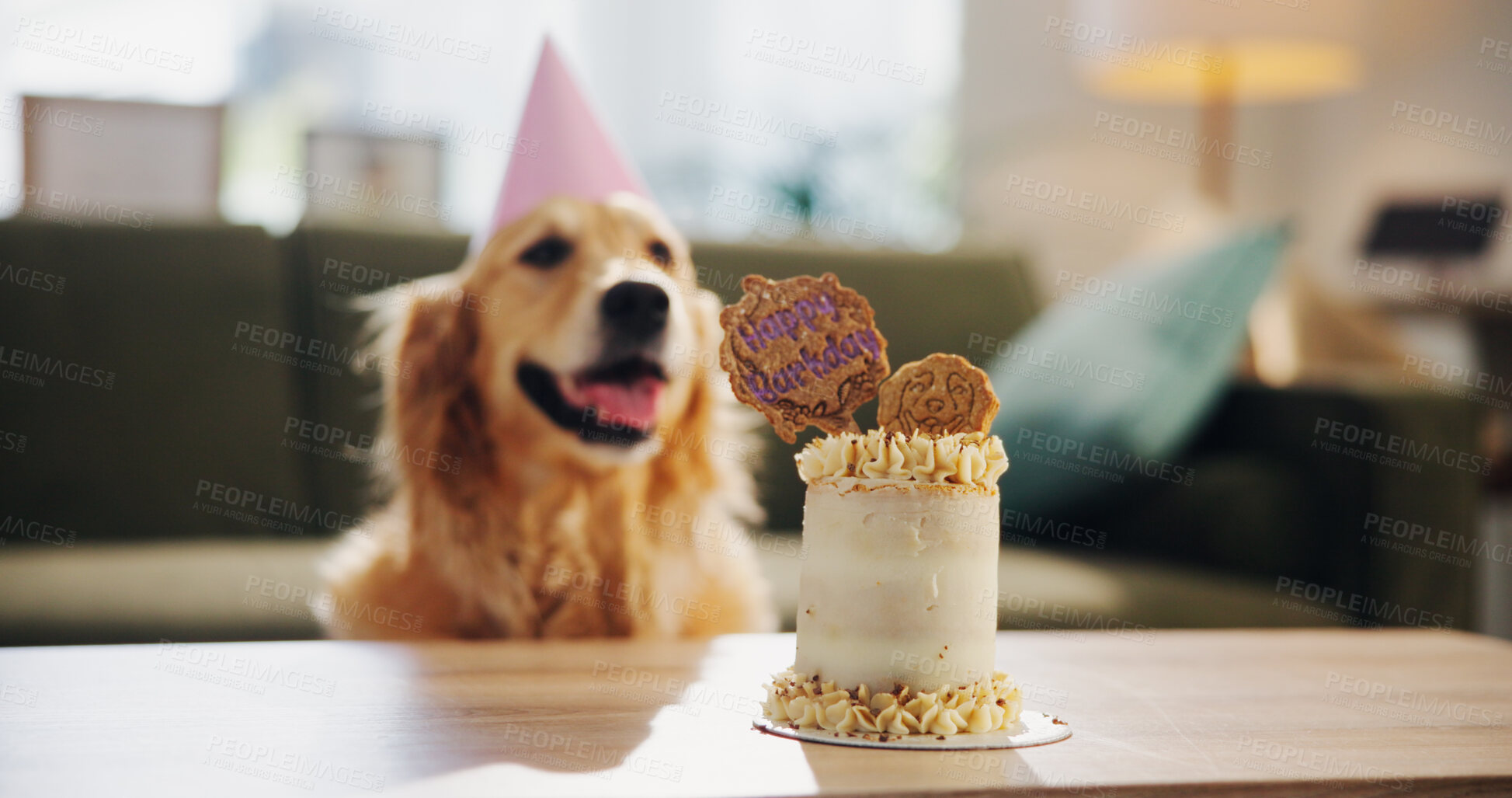 Buy stock photo Birthday, cake and dog in home for celebration, surprise and party hat in living room. Animal, pet and Golden Retriever with dessert, snacks and treats for adoption anniversary, milestone and event