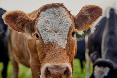 Buy stock photo Sustainability, farming and cattle in field, portrait and animals with countryside, grass and country dairy. Nature, pasture and cow grazing for agriculture, livestock and summer morning on ranch