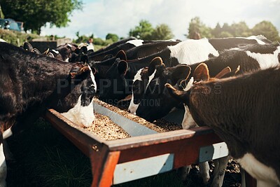 Buy stock photo Nature, field and cows eating grain for nutrition, wellness and sustainable business for dairy production. Growth, development and outdoor cattle feeding with animal, food and healthy agro industry