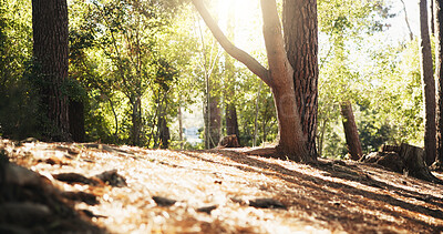Buy stock photo Hiking path, trees and nature with landscape for travel, tourism and holiday destination in summer. Outdoor, fresh air and foliage with natural environment, location and sustainability in forest 