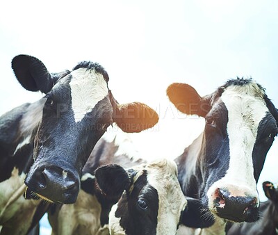Buy stock photo Cattle, agriculture and label for livestock, beef and meat production on free range farm. Cows or animal with ear tag for tracking growth, health and age in dairy supply chain or sustainable business