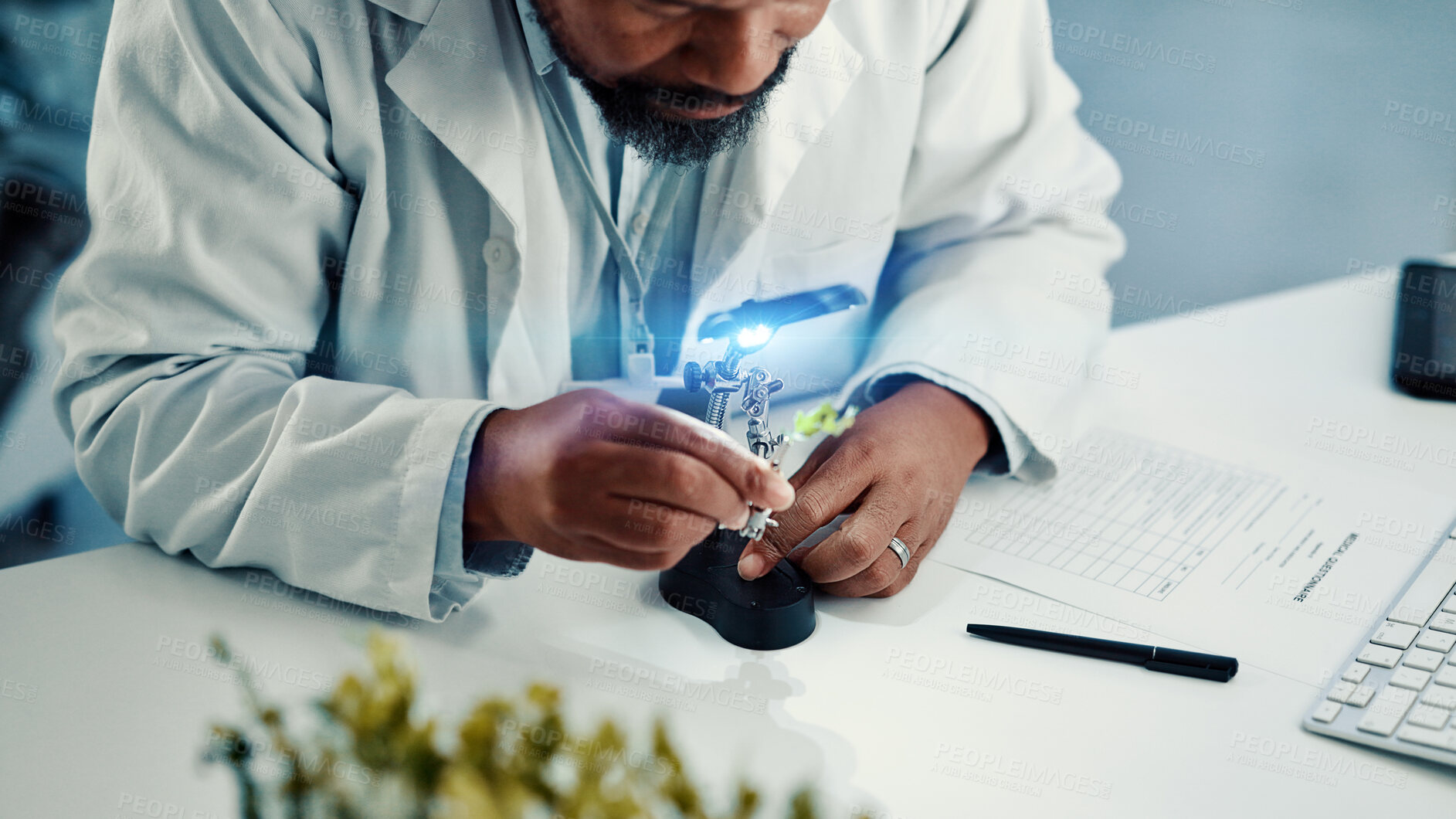 Buy stock photo Magnifying glass, leaf and hands of black man in laboratory for gene function, biology and medical. Gmo editing, pharmacy innovation and cell regeneration with person for science, research and study